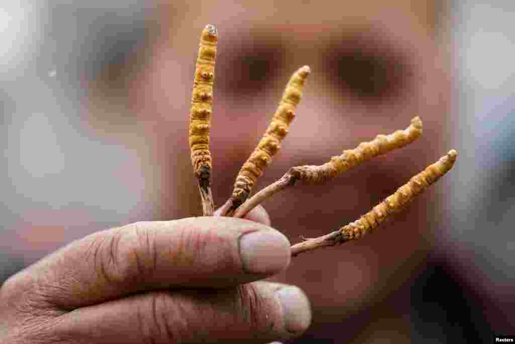 A picker shows cordyceps, fungi believed to possess aphrodisiac and medicinal powers, that he collected on a mountain in the Amne Machin range in China’s western Qinghai province.
