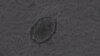 This image taken from video shows a beating heart muscle cell that was created from a human skin cell using a cocktail of nine chemicals. (Photo courtesy of Gladstone Institutes)