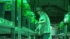EEUU: Estudian proteger marihuana del gobierno