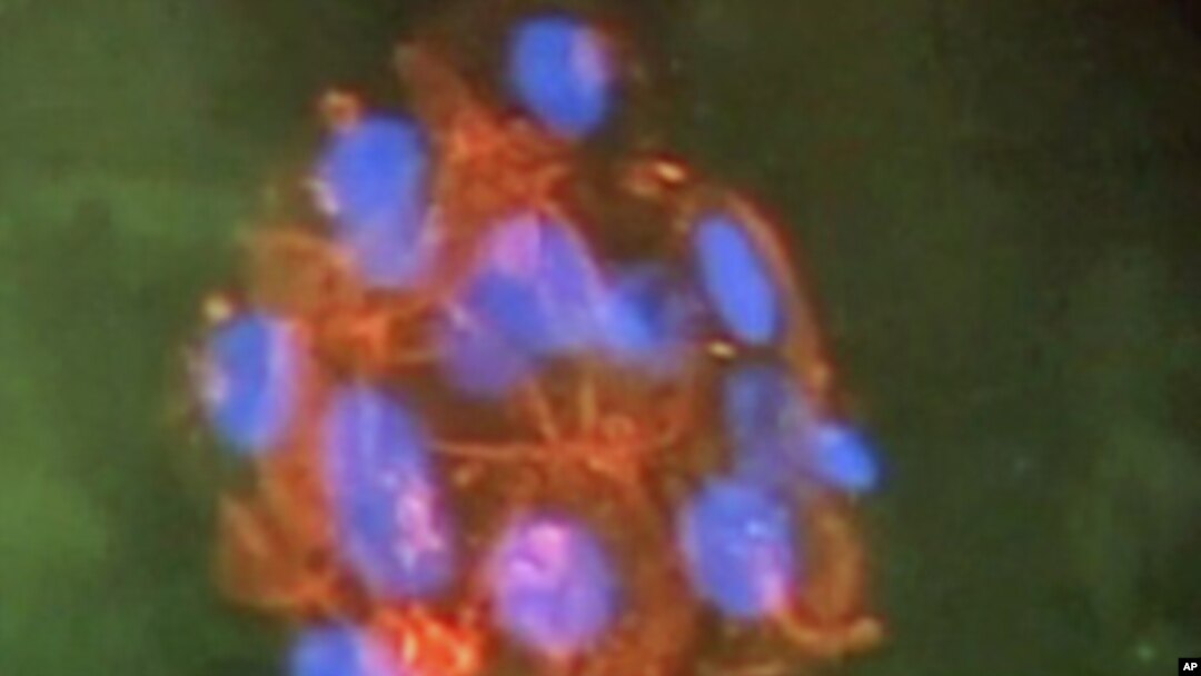Stem cells
