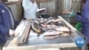 Pandemic's Economic Impact in Kenya Has Driven Some to Illegal Fishing