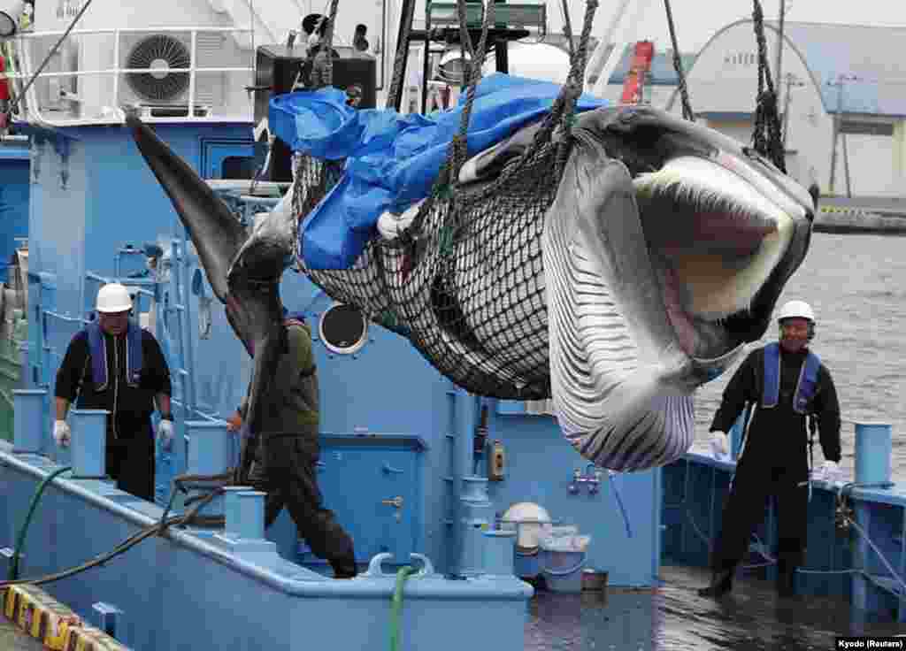 A captured Minke whale is unloaded after commercial whaling at a port in Kushiro, Hokkaido Prefecture, Japan.