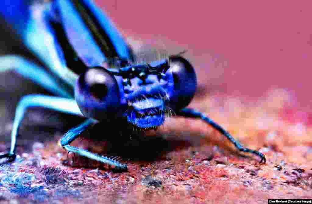 A macro shot of a dmaselfly at Laurel Hill Park in Virginia.