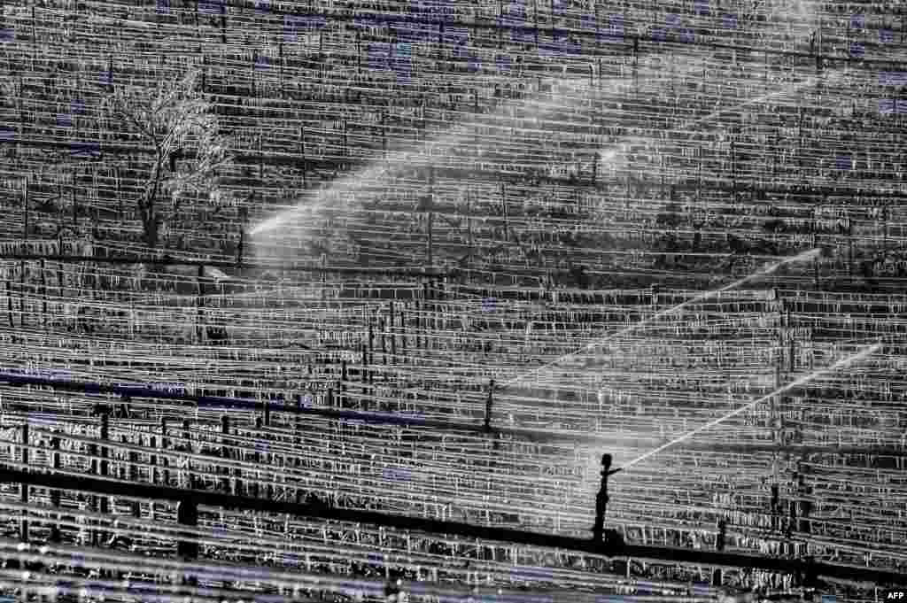 Water is sprayed at the Daniel-Etienne Defaix wine estate vineyard near Chablis, Burgundyas temperatures fall below zero degrees celsius during the night.