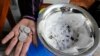 Michael Labag shows the 9 pesos reward he got from the 45 mosquito larvae he captured in Mandaluyong city, Philippines, as part of an anti-dengue campaign on Wednesday, Feb. 19, 2025.