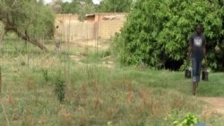 Niger’s Farmers and Cattle Ranchers Protect the 'Giving Tree'