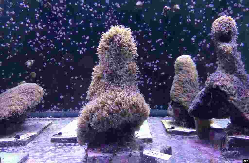 Pillar corals are seen in a water tank at the labs of the Florida Aquarium Conservation Center in Apollo Beach where recently the spawning occurred. A team of scientists have managed to reproduce coral in a lab setting for the first time ever, an encouraging step in the race to save "America's Great Barrier Reef" off the coast of Florida.