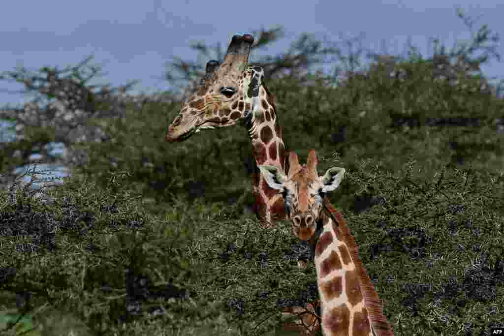 Reticulated sub-species of giraffe are seen at Loisaba conservancy in Laikipia, Kenya. The numbers of the world's tallest mammals are having quietly yet steadily declined in recent decades. The twin drivers of poaching and habitat destruction have sent populations of giraffes into freefall.