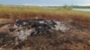 Sewage-polluted lake water kills rhinos, other wildlife in Zimbabwe