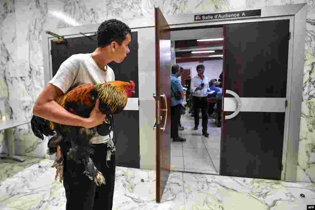 A woman holds a rooster inside the high court (Tribunal de Grande Instance) where the justice is set to rule on whether a lively cockerel should be considered a neighborly nuisance in a case that has led to shreiks of protest in the countryside.