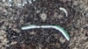 Reporter's Notebook: A Requiem for Syria's Lost Revolution