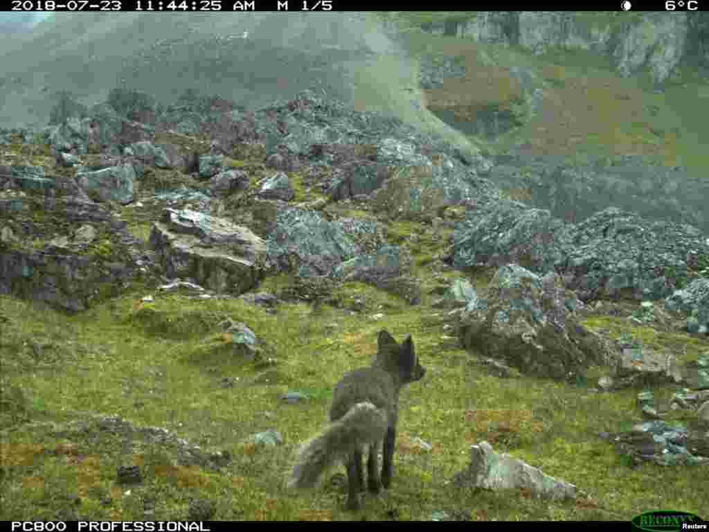 An arctic fox of the blue color morph is pictured in this camera-trap photo taken in Svalbard, Norway, July 23, 2018 obtained on July 3, 2019. The Norwegian Polar Institute said the young female fox traveled 4,415 kilometers (2,737 miles) across the arctic ice from Svalbard islands to Canada's Ellemere Island in four months. (Credit: Eva Fuglei)