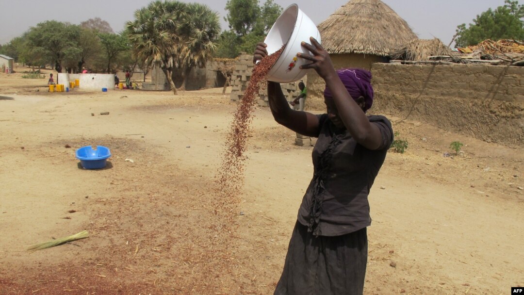 FILE - A photo taken on Feb. 23, 2017 shows a woman spreading grain in front of her house in Koza, in the extreme north of Cameroon.