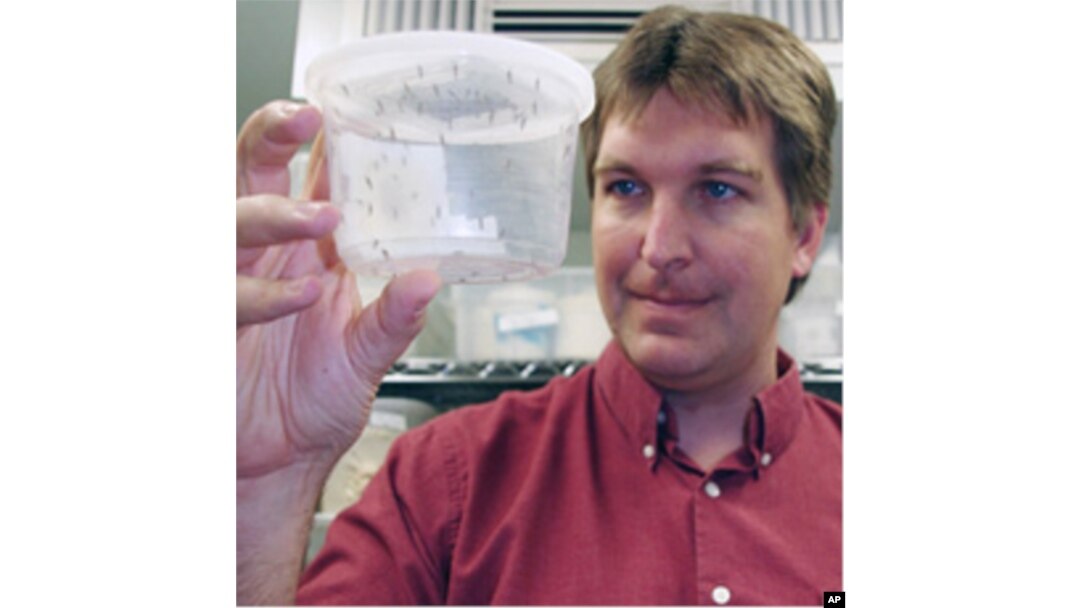 Michael Riehle, holding genetically altered mosquitoes, and his team work in a highly secure lab environment to prevent genetically altered mosquitoes from escaping.