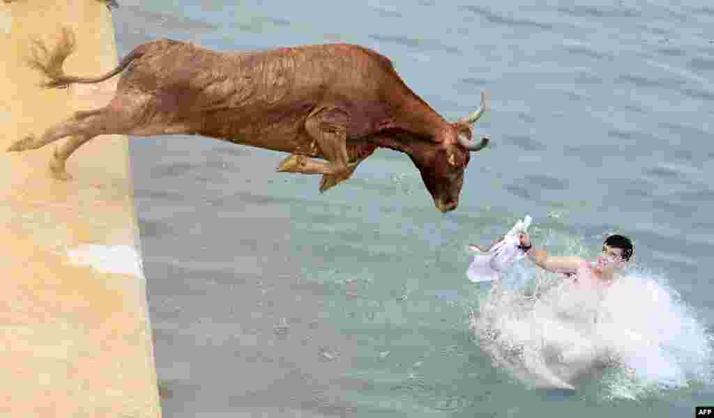A bull jumps in the water during the traditional running of bulls "Bous a la mar" (Bull in the sea) at Denia's harbour near Alicante, Spain.