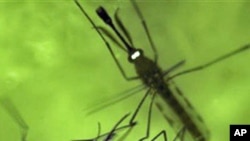 Mosquitos adultos