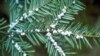 Warmer Temps Trigger More Disease