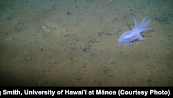 A sea cucumber seen on a bed of polymetallic nodules in the eastern Clarion-Clipperton Zone. Several corals, a sponge and a brittle star can also be seen in the image.