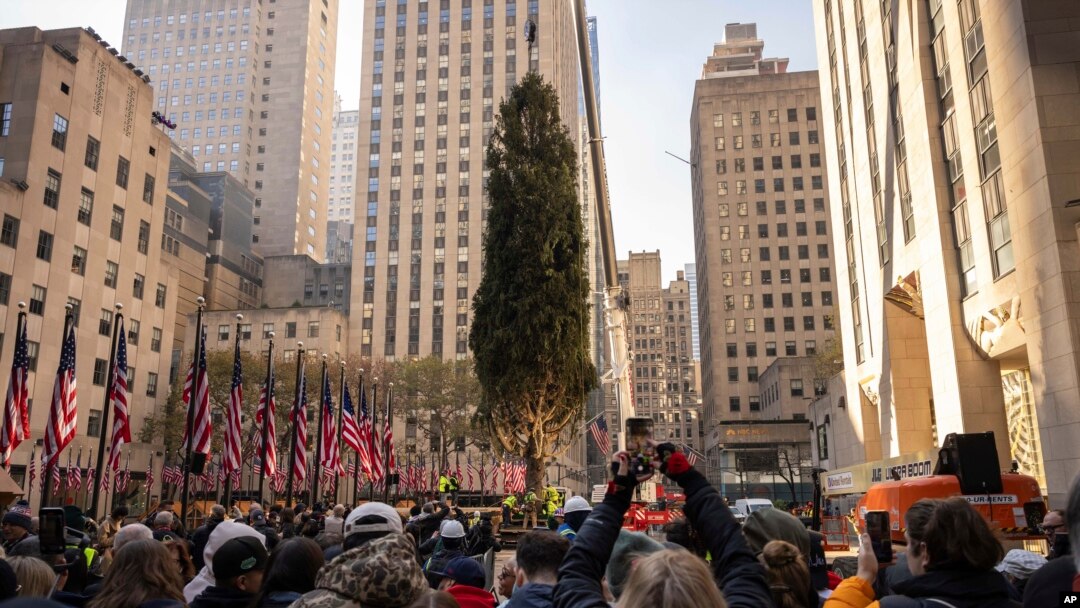Una grúa levanta el árbol de Navidad que este año adornará el Rockefeller Center, en Nueva York, el 9 de noviembre de 2024