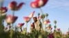 Afg'onistonda ko'knor ishlab chiqarish yana kengaygan