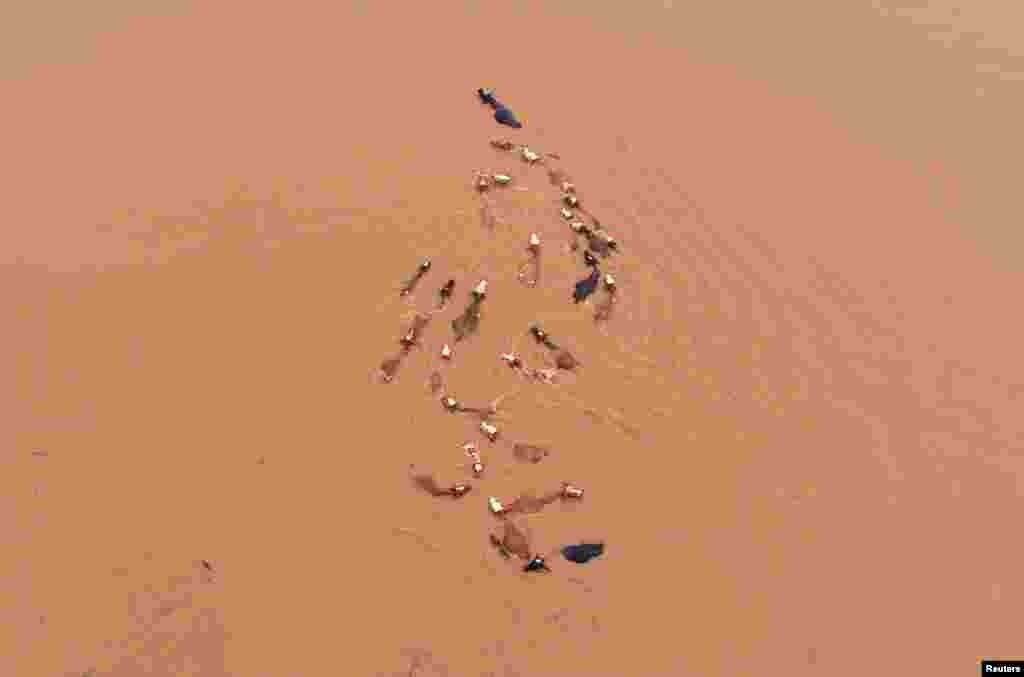 A herd of cattle is seen stranded by floodwaters following heavy rainfall in Jian, Jiangxi province, China, June 12, 2019.
