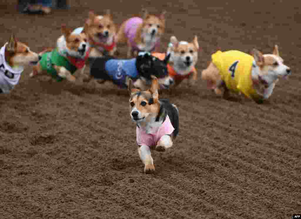 Corgi dogs race during the Southern California "Corgi Nationals" championship at the Santa Anita Horse Racetrack in Arcadia, California, May 26 2019.
