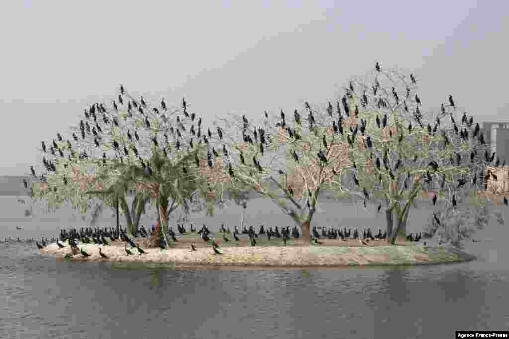 Migratory birds flock to trees at a lake in front of one of the palaces of Iraq's late, deposed president, Saddam Hussein, near Baghdad airport.