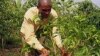 Agricultor de Café 