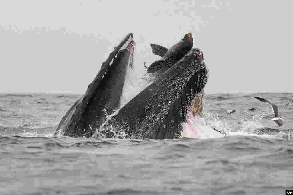 A wildlife photographer has captured a sea lion falling into the mouth of a humpback whale in Monterey Bay, California, July 30, 2019, in what he calls a "once-in-a-lifetime" moment. (Credit: Chase Dekker)