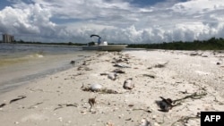 Florida Red Tide