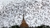 Murciélagos vuelan sobre el templo Wat Khao Cong Phran en busca de comida al atardecer en Tatchaburi, al oeste de Bangkok, en septiembre del 2009.