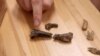Clint Boyd, Ph.D., of the South Dakota School of Mines & Technology, points to a crocodyliform tooth embedded in the femur of a young dinosaur. (South Dakota School of Mines & Technology) 