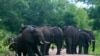 Report: Chinese Delegation Smuggled Ivory From Tanzania