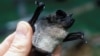 FILE - The Angolan free-tailed bat is found across much of sub-Saharan Africa. (Richard K. LaVal/Mammal Image Library of the American Society of Mammalogists)