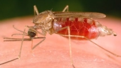 Malaria mata mais de 12000 pessoas em Malanje - 2:05