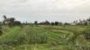 Campo agricola em Benguela