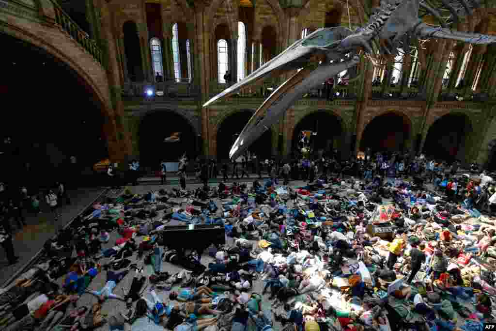 Extinction Rebellion climate change activists perform a mass "die in" under the blue whale in the foyer of the Natural History Museum in London on the eighth day of the environmental group's protest calling for political change to combat climate change.