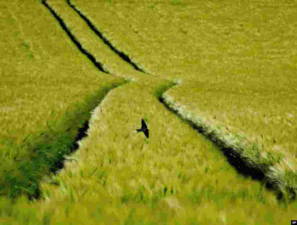 A swallow flies over a field of wheat in the outskirts of Frankfurt, Germany.