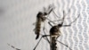 OPS alerta sobre aumento de casos de dengue en América Latina