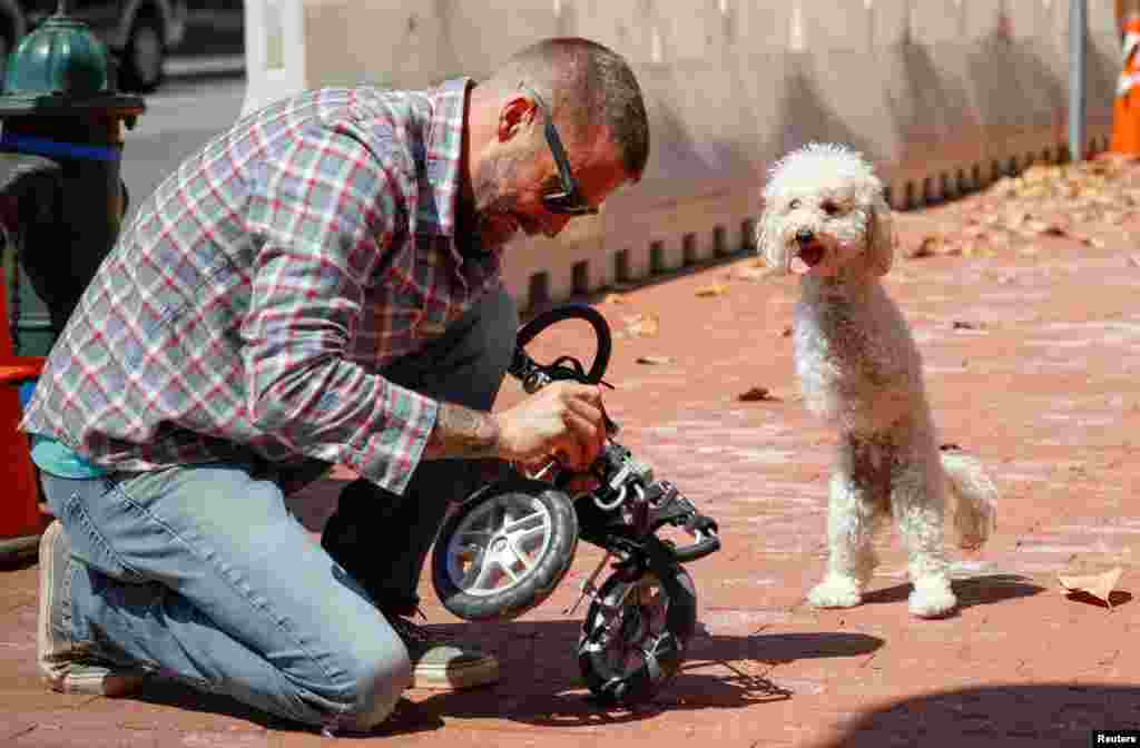 Double amputee dog Cora Rose balances on her hind legs to watch Zach Skow repairing her cart on a street in Washington, D.C.