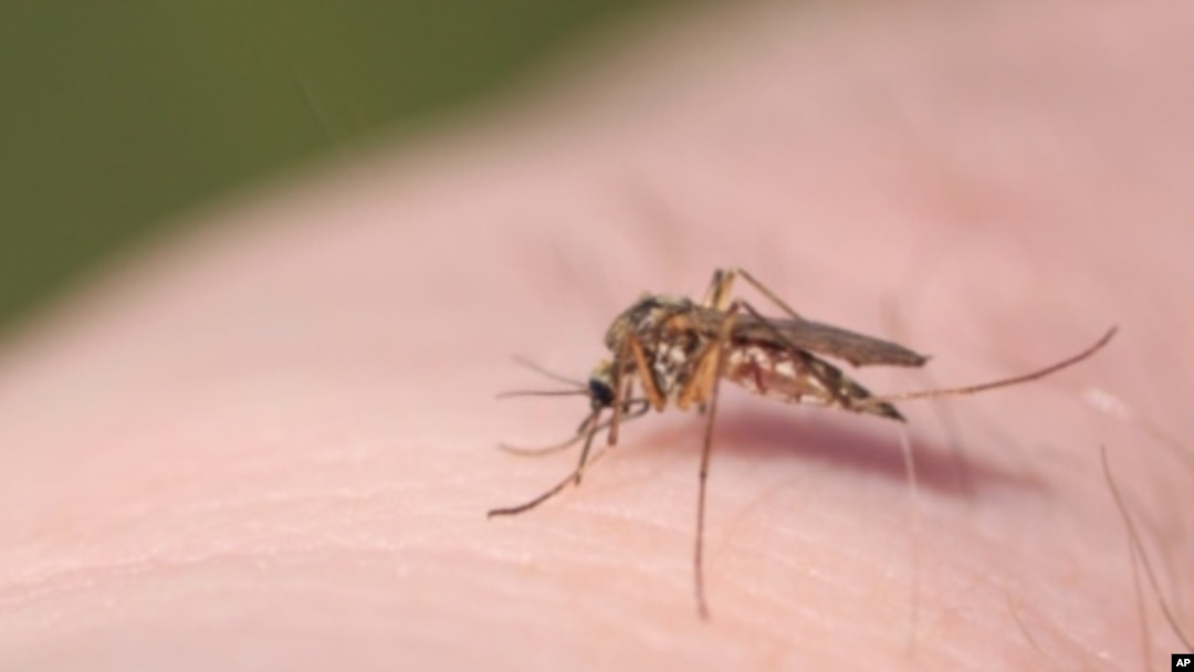 Cabo Verde tenta impedir nova epidemia de dengue