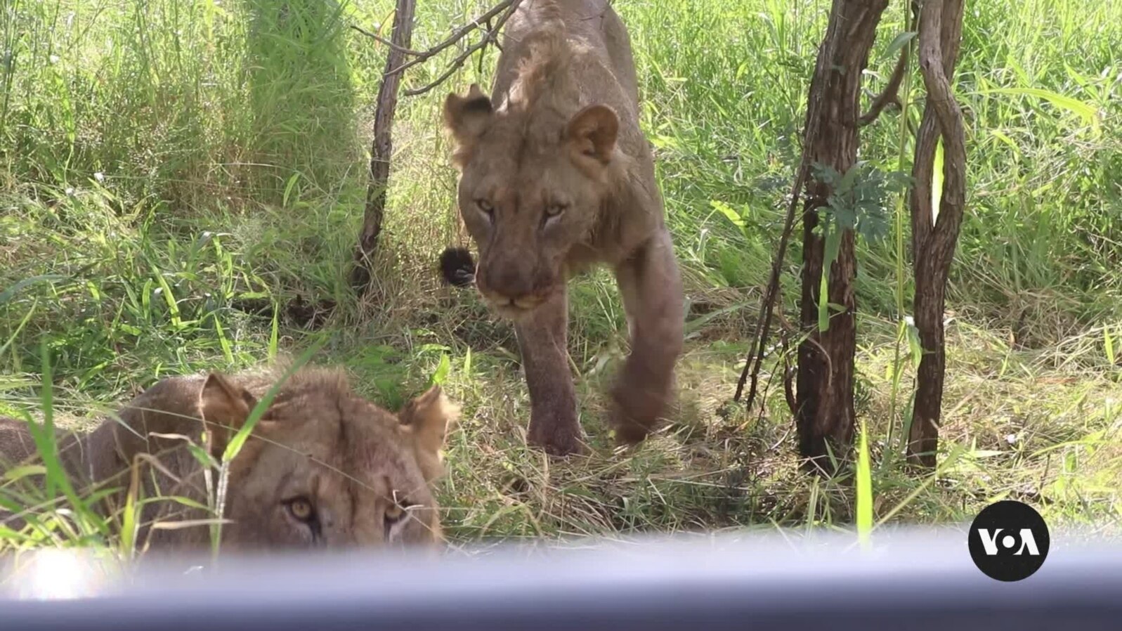 Malawi lions get birth control in effort to save their prey