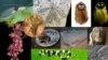 The top 10 new species for 2013 according to the International Institute for Species Exploration at Arizona State University. (Jacob Sahertian) 