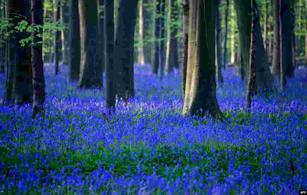 Blooming wild bluebells turn Hallerbos, a forest also known as the "Blue Forest," into a blue carpet of flowers, near Halle, Belgium.