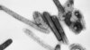 Death Toll in Equatorial Guinea Marburg Outbreak Rises to 11 