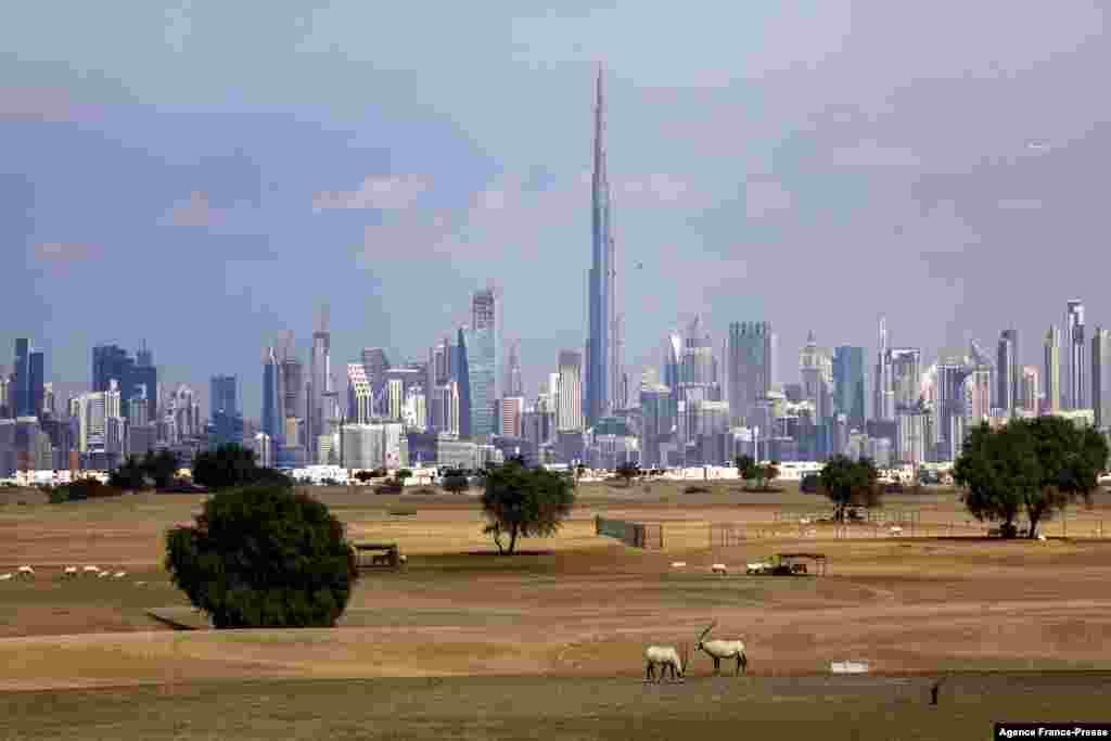 Arabian antelopes graze in the desert outside Dubai, United Arab Emirates.