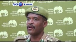 Idara ya wanayama pori Kenya inaeleza kuwa idadi ya ndovu imeongezeka kutokana na hatua za kukabiliana na ujangili.