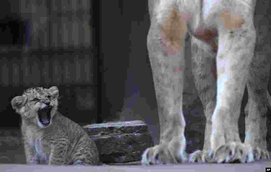 A little lion roars beside its mother at the zoo in Erfurt, Germany.
