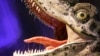 FILE - The reconstructed head of a Theropod dinosaur is seen at the Australian Museum in Sydney, March 14, 2008. Scientists say they've discovered evidence of a mating ritual by dinosaurs: long grooves in the ground etched by clawed feet.