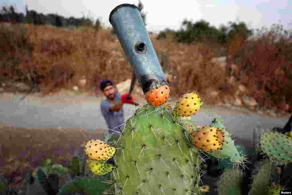 A Palestinian man picks up prickly cactus pears at a farm in the village of Nilin near Ramallah, in the Israeli-occupied West Bank.